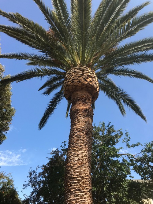 Trabajo de jardín 1