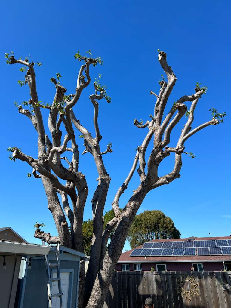 Trabajo de jardín 3