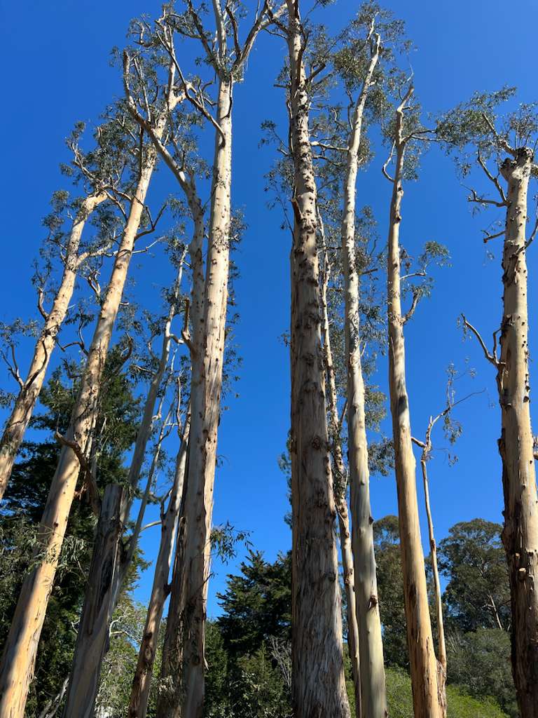 Trabajo de jardín 4