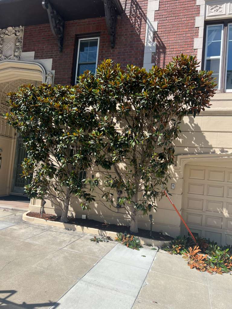 Trabajo de jardín 5