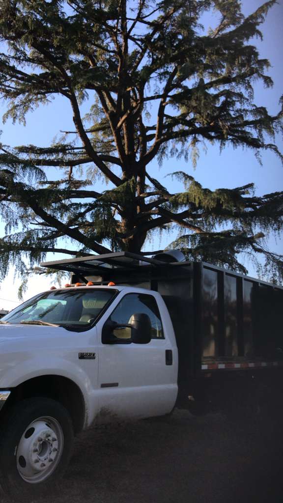 Trabajo de jardín 6